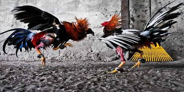 Phát đá gà GG88 theo thời gian thực Phát đá gà GG88 theo thời gian thực